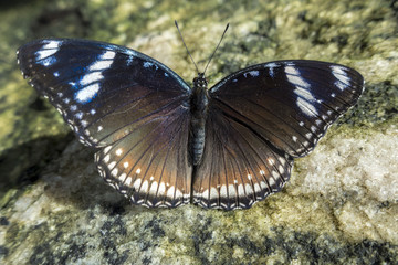 Close up of female Great Eggfly (Hypolimnas bolina) butterfly
