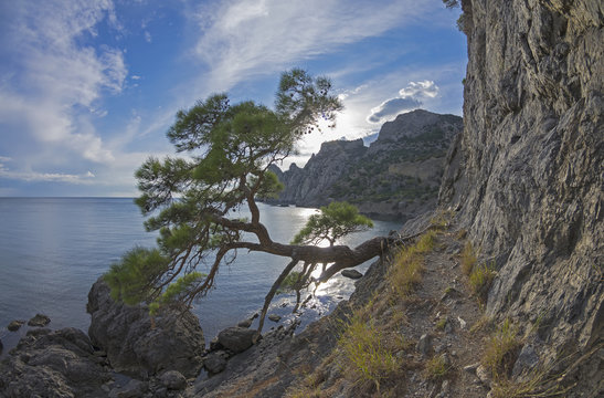 Relict pine tree on a steep sea. Crimea.