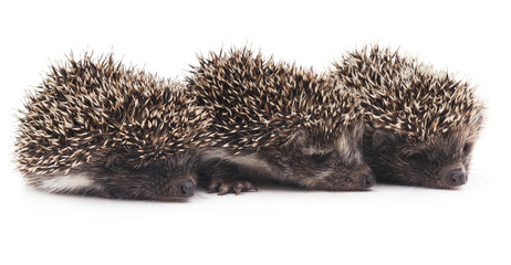 Three little hedgehogs.