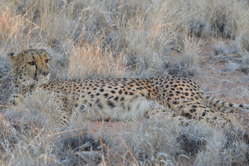 Leopard in der Steppe