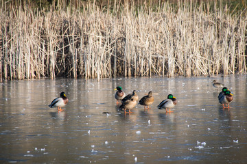 Mallard ducks standing on a frozen lake
