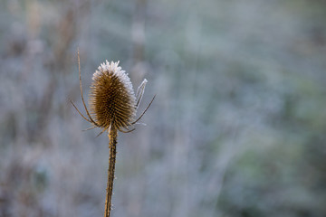 Frost on a dried teasel flower head