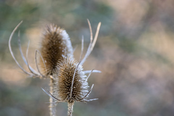 Frost on dried teasel seed head 