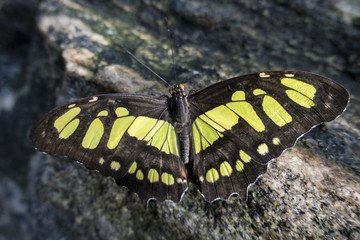 Malachite butterfly on a rock