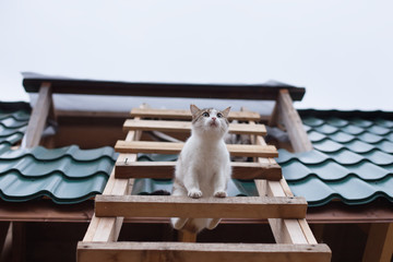 Cat comes down from the roof