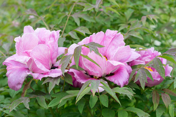 Paeonia suffruticosa pink flower