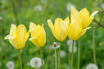 Flowers yellow tulips
