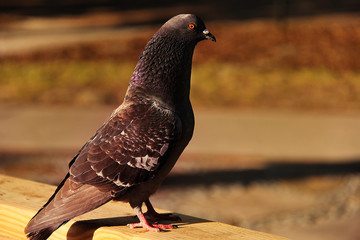 alpha pigeon