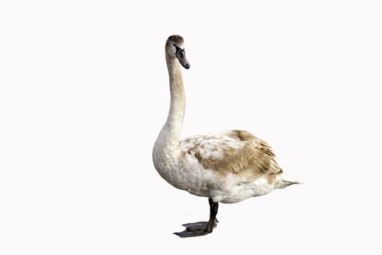 Young swan, cygnet isolated on white background
