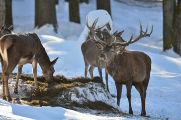 Fototapeta premium ROTWILD - Wildfütterung