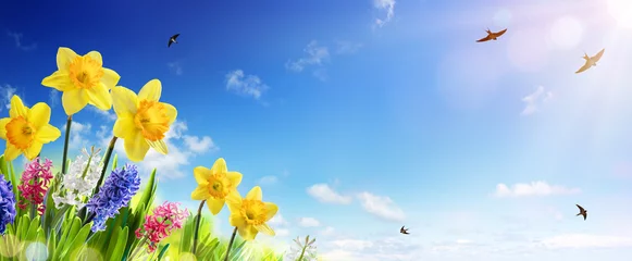 Selbstklebende Fototapete Frühling Frühlings- und Osterbanner - Narzissen im frischen Rasen mit Schwalbenfliege