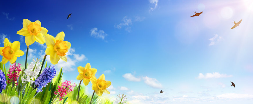 Spring And Easter Banner - Daffodils In The Fresh Lawn With Fly of Swallow 
