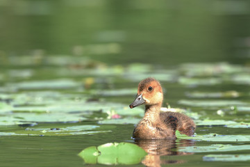 Young European (Anas penelope) swimming in the pond