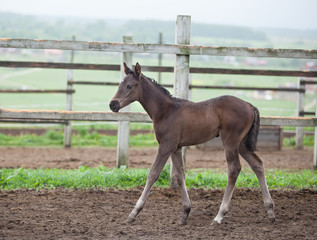 Obraz premium cute little brown colt