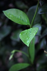 rain drops on a green leaf