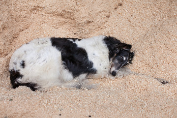 dog lying on the sawdust