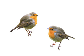 two little birds Robins on a white isolated background
