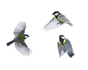 a small bird flies on white isolated background in various poses