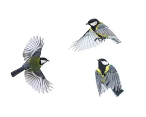 Selbstklebende Fototapeten ein kleiner Vogel fliegt auf weißem, isoliertem Hintergrund in verschiedenen Posen © nataba