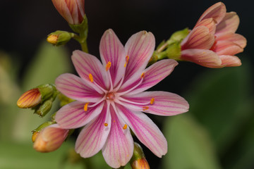 Stripped lewisia pink flower and its bud 
