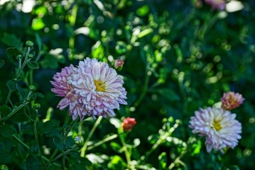 Георгины в саду