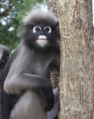 Close up Dusky leaf monkey
