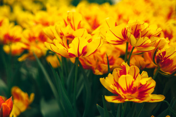 holland tulip flowers park spring