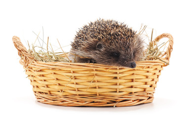 Hedgehog in a basket.
