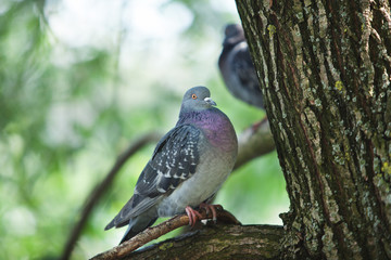 gray pigeon sitting on a tree
