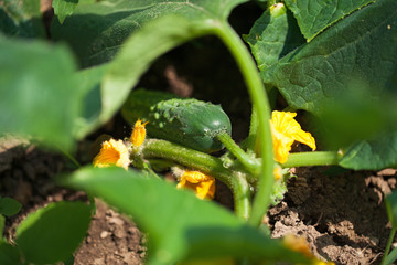 Obraz premium green cucumber growing in the garden