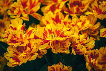 holland tulip flowers park spring