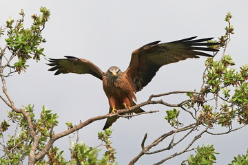 Red kite (Milvus milvus)
