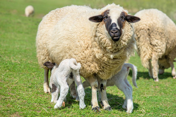 Schaf und Lamm bei säugen, füttern