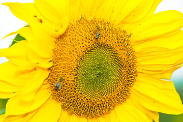 Naklejka premium view of a yellow sunflower