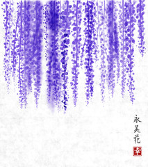 Wisteria hand drawn with ink on rice paper background Traditional oriental ink painting sumi-e, u-sin, go-hua. Contains hieroglyph - happiness, eternity, beauty, flower. Bunches of flowers.