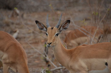 Naklejka premium Vacation in south africa