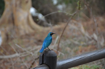 Vacation in south africa