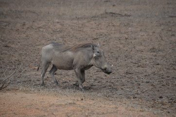 Vacation in south africa