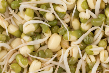 Pea seeds with sprouts close up