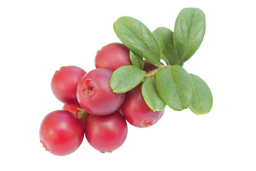 Cowberries - cranberries with leaves on the white background isolated