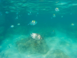 Fototapeta na wymiar Unterwasserfische in Thailand 