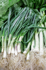 Fresh organic green onions.