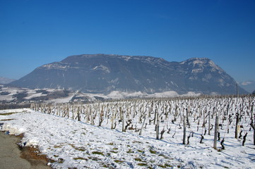 Fototapeta na wymiar vignobles de savoie sous la neige
