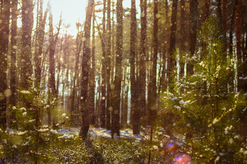 Fototapeta premium forest