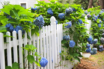 Blauwe hortensia langs witte omheining. In de verte huisje