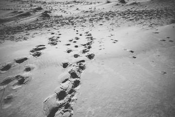 Parnidis dune (also known as The Lithuanian Sahara). Sunny winter day. Nida, Lithuania