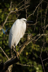 Little Egret, Heron, Egretta Garzetta