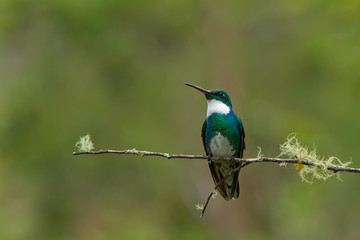 White-throated Hummingbird on the  branch