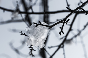 Eisblume im Winter blüht an einem Zweig