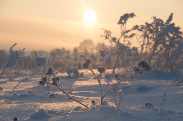 grass standing in snow during sunset in the winter